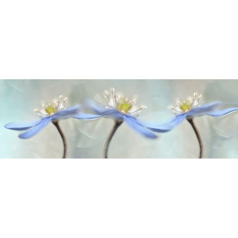 Dancing Anemones Gold Ornate Wood Framed Art Print with Double Matting by Westum, Heidi