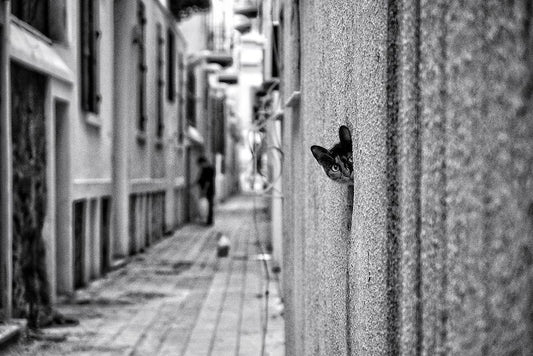 Image Only