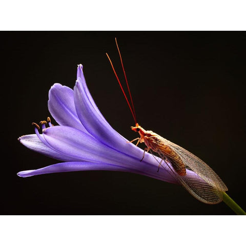 Lacewing Black Modern Wood Framed Art Print with Double Matting by Hoffman, Jimmy