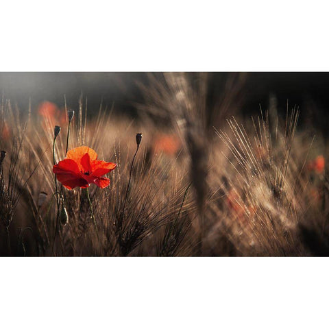 Poppy With Corn White Modern Wood Framed Art Print by Quaglia, Nicodemo