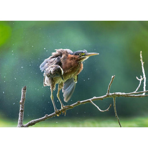 Green Heron Shaking Off White Modern Wood Framed Art Print by Wang, Kevin