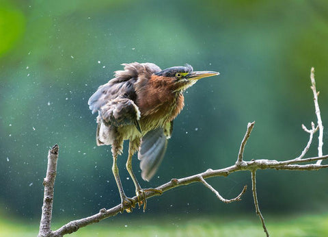 Green Heron Shaking Off White Modern Wood Framed Art Print with Double Matting by Wang, Kevin