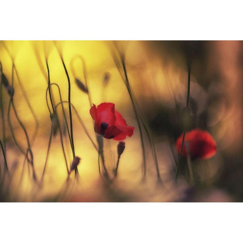 Untitled Black Modern Wood Framed Art Print with Double Matting by Or, Keren