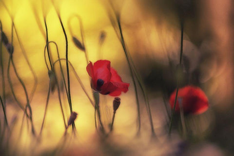 Untitled White Modern Wood Framed Art Print with Double Matting by Or, Keren