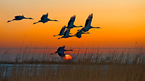 Red-Crowned Cranes White Modern Wood Framed Art Print with Double Matting by Zhu, Hua