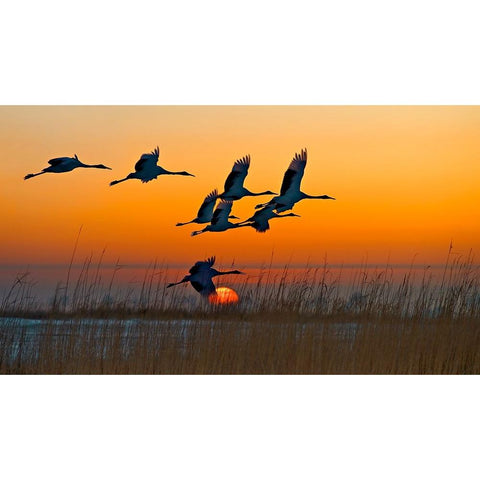 Red-Crowned Cranes Black Modern Wood Framed Art Print by Zhu, Hua