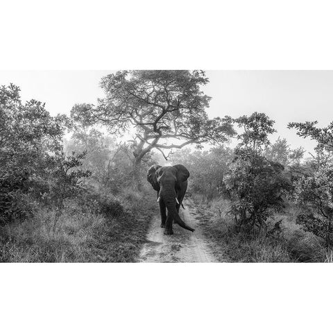 Walking Giant Black Modern Wood Framed Art Print with Double Matting by Marx, Jaco