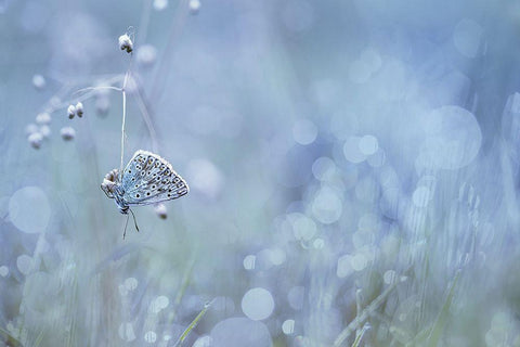 One Thread Black Ornate Wood Framed Art Print with Double Matting by Mijer, Wil