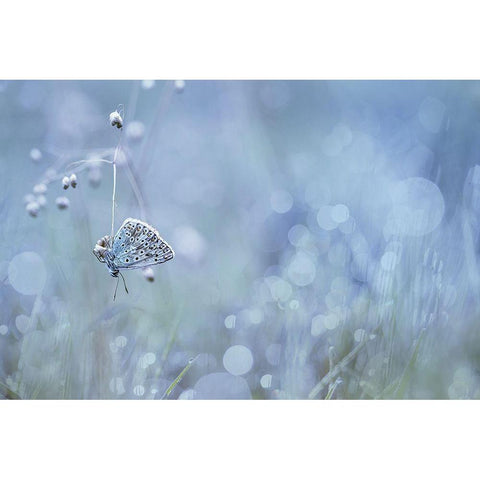 One Thread White Modern Wood Framed Art Print by Mijer, Wil