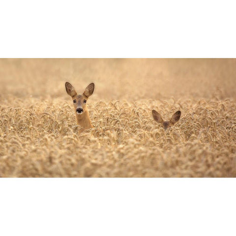 Mother With Child Black Modern Wood Framed Art Print with Double Matting by Wallberg, Allan