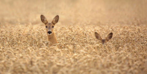 Mother With Child Black Ornate Wood Framed Art Print with Double Matting by Wallberg, Allan