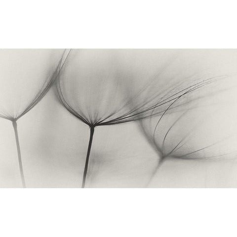 Tragopogon White Modern Wood Framed Art Print by Gronkjar, Lotte