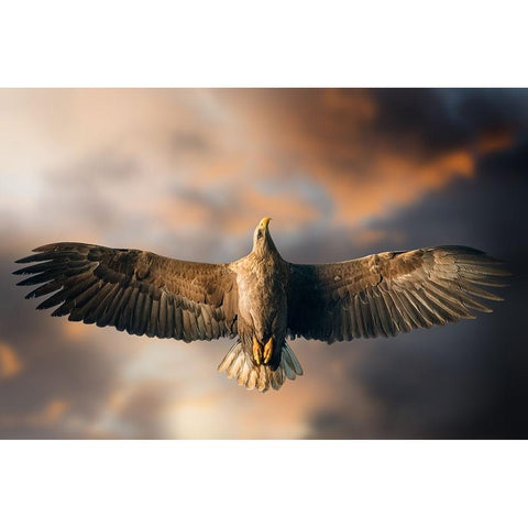 The Last Flight Black Modern Wood Framed Art Print by Ghizzi Panizza, Alberto