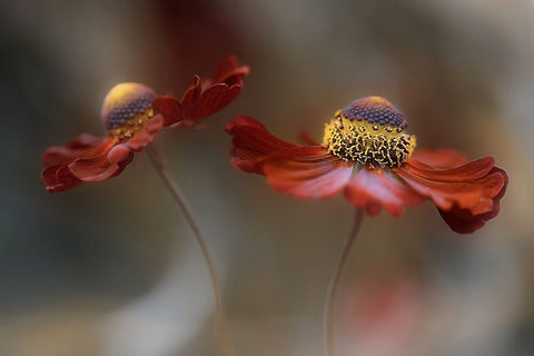 Helenium Dance Black Ornate Wood Framed Art Print with Double Matting by Disher, Mandy