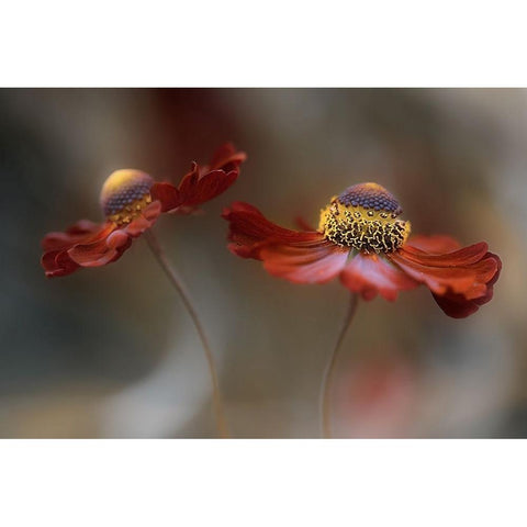 Helenium Dance Black Modern Wood Framed Art Print with Double Matting by Disher, Mandy