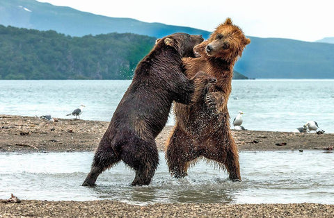 Quarrels Black Ornate Wood Framed Art Print with Double Matting by Damico, Giuseppe