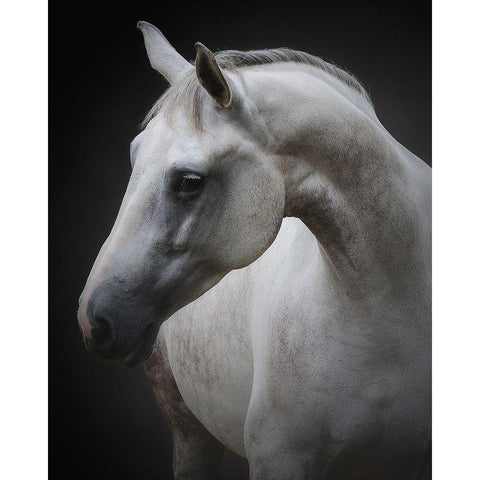 Maggie White Modern Wood Framed Art Print by Avivi, Avishai