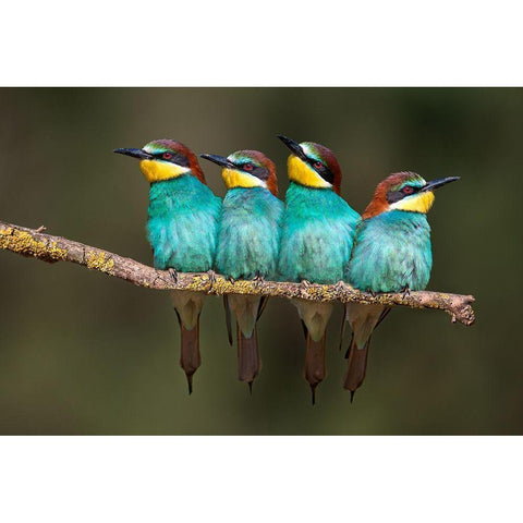 Bee-Eater Resting Black Modern Wood Framed Art Print with Double Matting by Ortega, Xavier