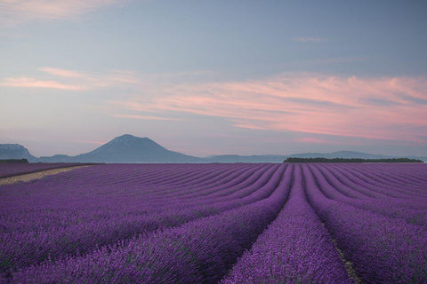 Lavender Field Black Ornate Wood Framed Art Print with Double Matting by Anton, Rostovskiy