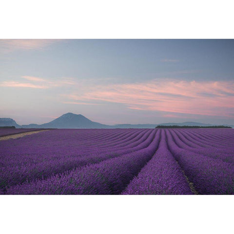 Lavender Field Black Modern Wood Framed Art Print with Double Matting by Anton, Rostovskiy