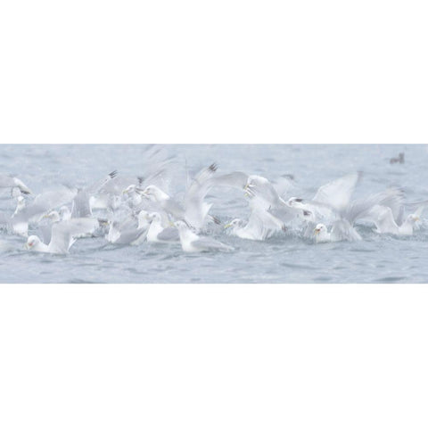 Breaking The Surface Black Modern Wood Framed Art Print with Double Matting by Marchegiani, Roberto