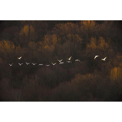 Morning Mood Black Modern Wood Framed Art Print with Double Matting by Li, Austin