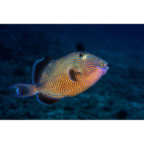 Blue Triggerfish White Modern Wood Framed Art Print by Gabriel, Barathieu