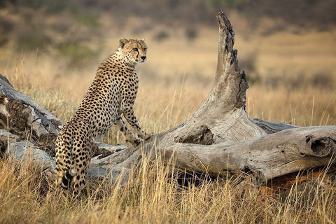 Strong Black Ornate Wood Framed Art Print with Double Matting by Doyle, Renee