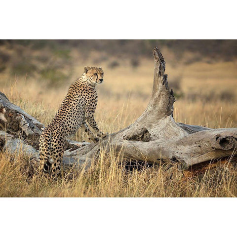 Strong White Modern Wood Framed Art Print by Doyle, Renee