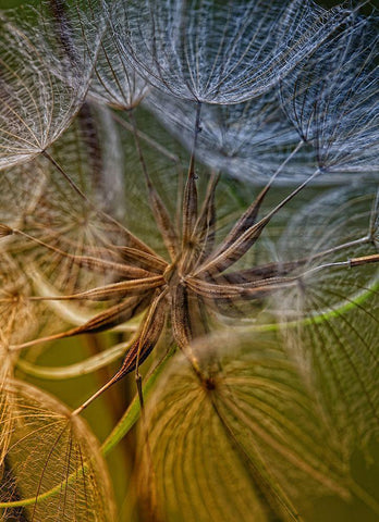 Inside Black Ornate Wood Framed Art Print with Double Matting by Mathiesen, Kent