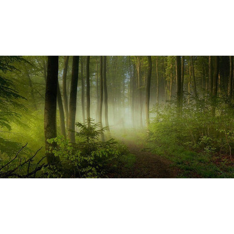 Early Fall Black Modern Wood Framed Art Print by Maier, Norbert