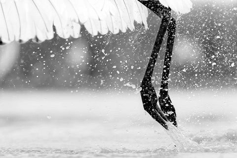 Taking Off White Modern Wood Framed Art Print with Double Matting by Zuo, Jun