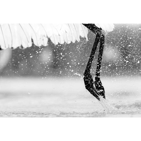 Taking Off White Modern Wood Framed Art Print by Zuo, Jun