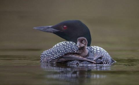 Back Seat White Modern Wood Framed Art Print with Double Matting by Barsh, Greg