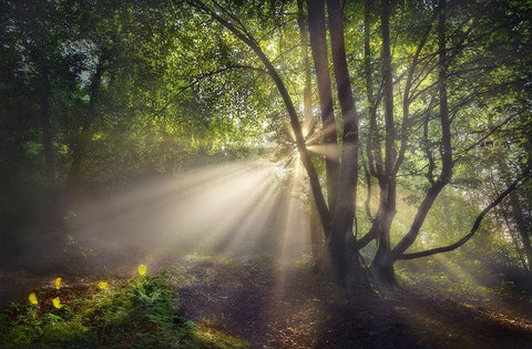 The Morning Light Black Ornate Wood Framed Art Print with Double Matting by Osuna, Fran