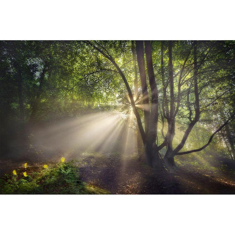 The Morning Light White Modern Wood Framed Art Print by Osuna, Fran