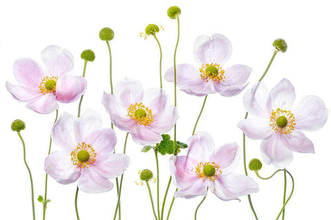 Japanese Anemones White Modern Wood Framed Art Print with Double Matting by Disher, Mandy