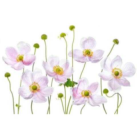 Japanese Anemones White Modern Wood Framed Art Print by Disher, Mandy