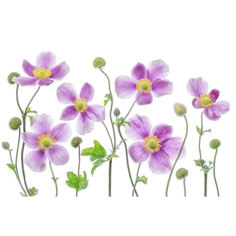 Anemone Japonica White Modern Wood Framed Art Print by Disher, Mandy