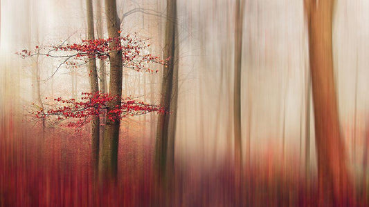 Image Only