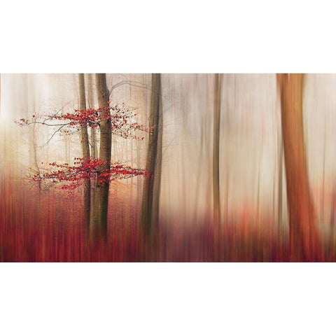 Red Leaves. Black Modern Wood Framed Art Print with Double Matting by Londal, Leif