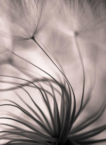 Untitled Black Ornate Wood Framed Art Print with Double Matting by Or, Keren