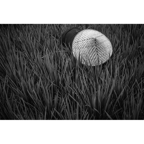 Rice Fields In Bw Black Modern Wood Framed Art Print with Double Matting by Salgado Gispert, Gloria