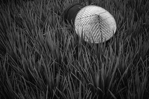 Rice Fields In Bw Black Ornate Wood Framed Art Print with Double Matting by Salgado Gispert, Gloria