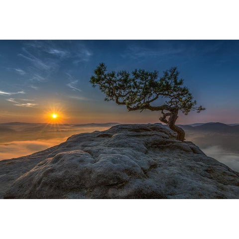 Old Pine Black Modern Wood Framed Art Print with Double Matting by Siegel, Thomas