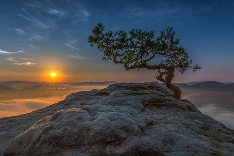 Old Pine Black Ornate Wood Framed Art Print with Double Matting by Siegel, Thomas