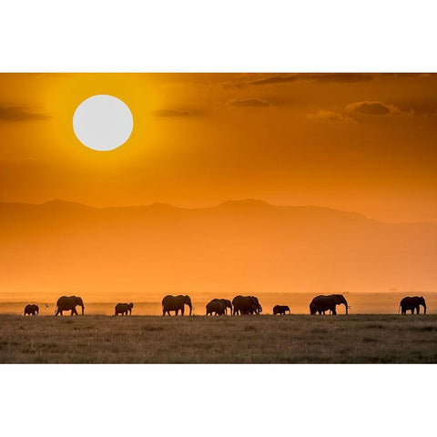 Sunrise Over Amboseli Black Modern Wood Framed Art Print with Double Matting by C. Sink, Jeffrey