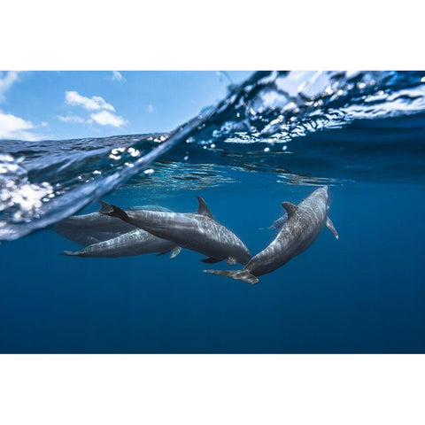 Dolphins Gold Ornate Wood Framed Art Print with Double Matting by Gabriel, Barathieu