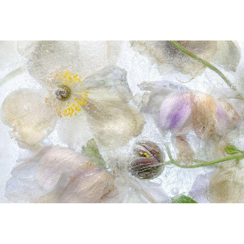 Anemone Frost Gold Ornate Wood Framed Art Print with Double Matting by Disher, Mandy