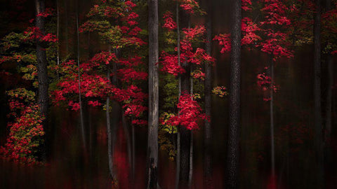 Getting Red White Modern Wood Framed Art Print with Double Matting by Hu, Andy